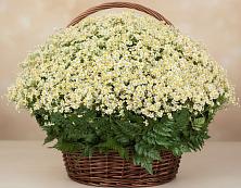 Цветочная композиция из Ромашки в корзине #REPLACE_PRED# Новодрожжино